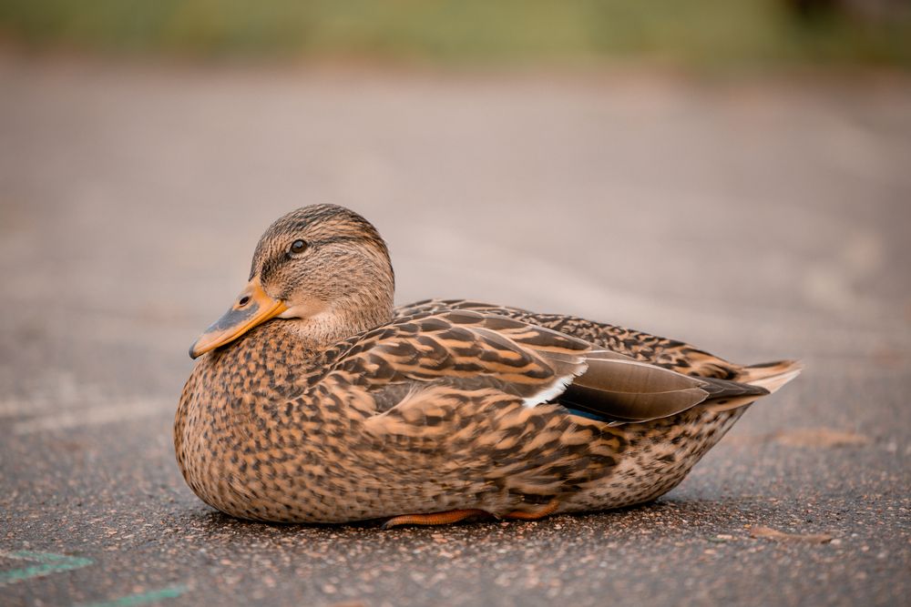 Photograph by Марина