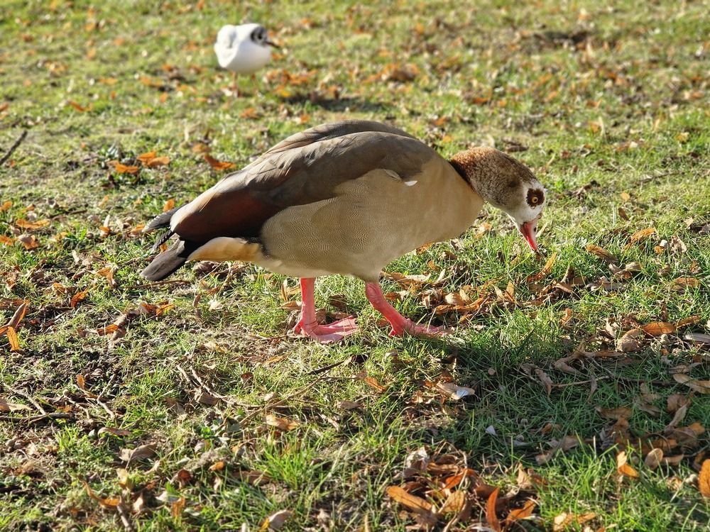 Фотография автора Inessa Botasheva