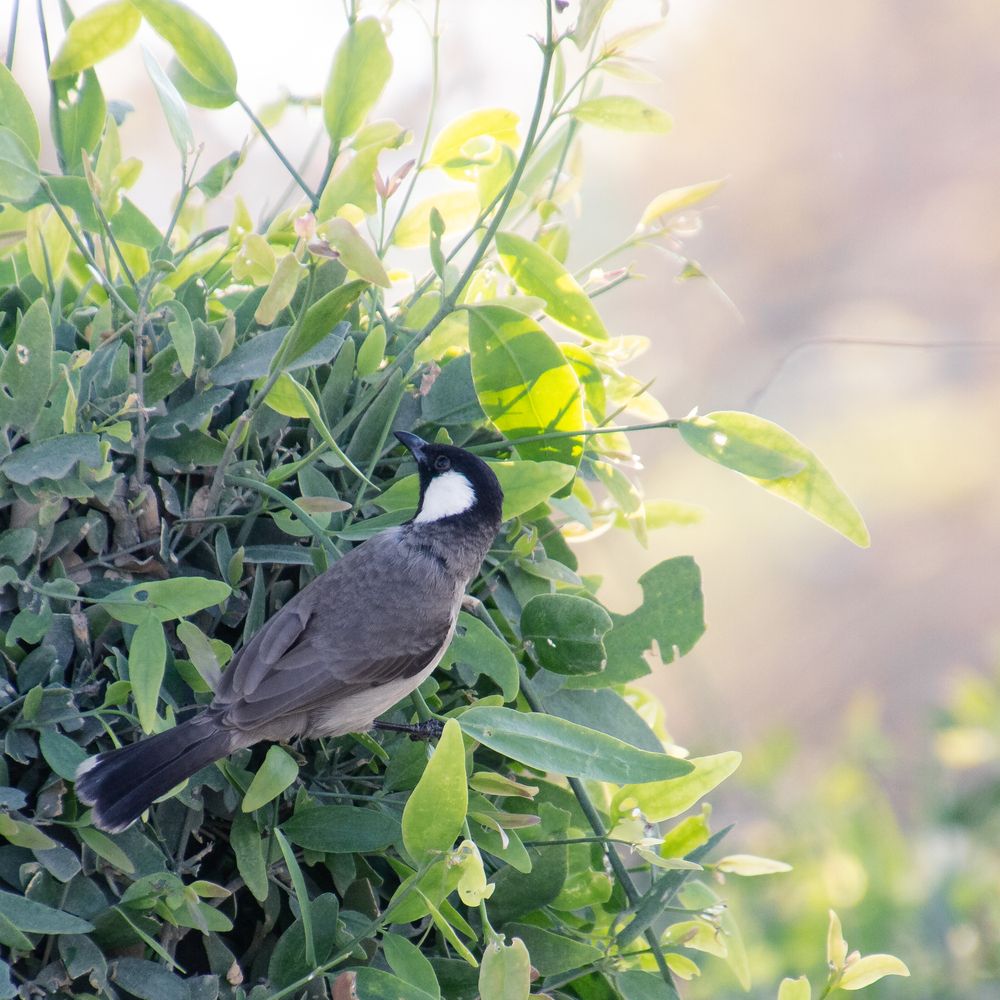 Фотография автора Tigran Simonyan