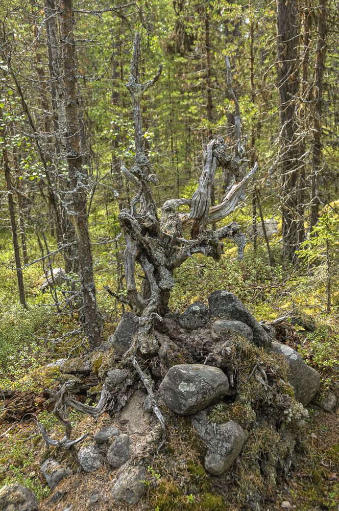 Photograph by Vladimir  Komarov