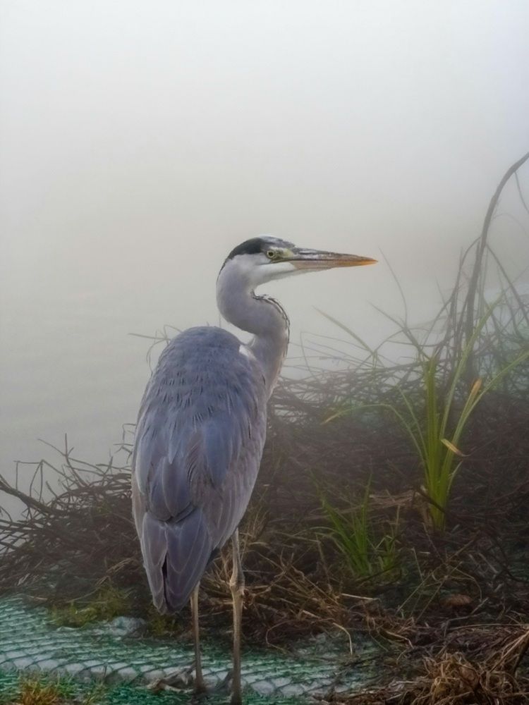 Photograph by Nagasaki Marina