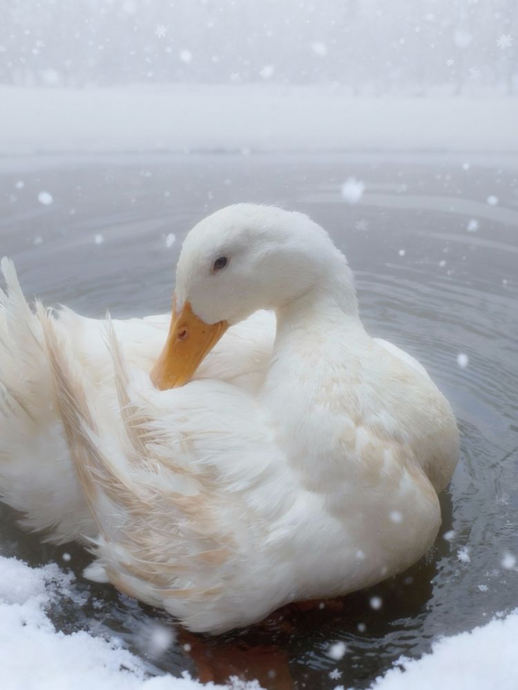 Photograph by Nagasaki Marina