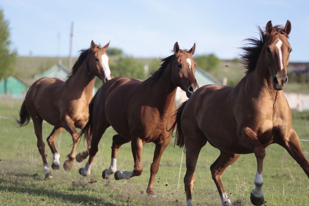 Photograph by Евгения Осипова