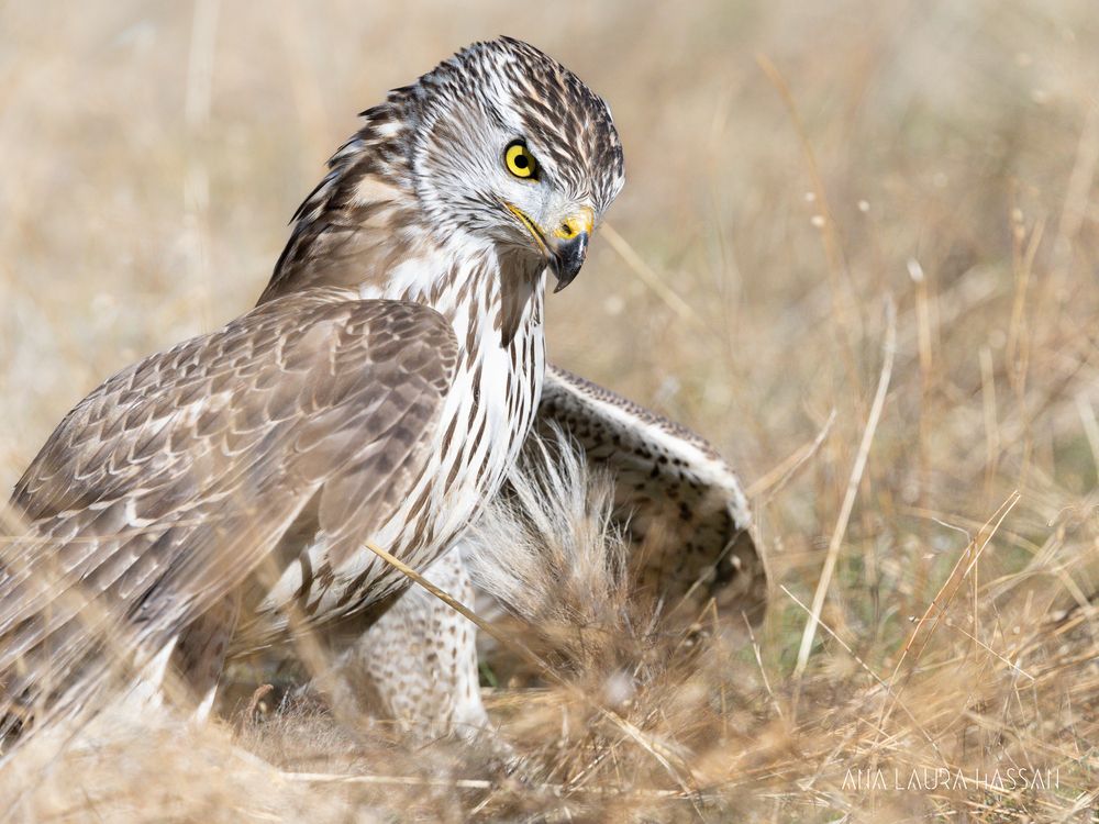 Photograph by Ana Laura Lopez Hassan