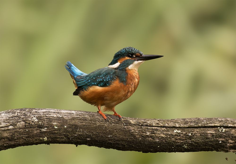 Photograph by Wendy Vanhoudt