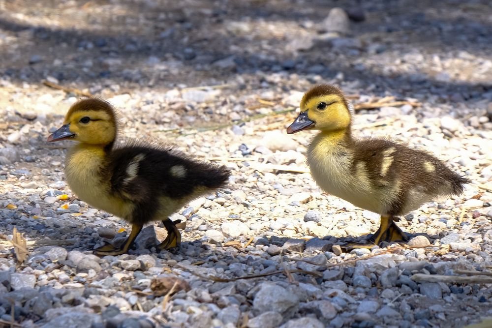 Фотография автора Dmitry
