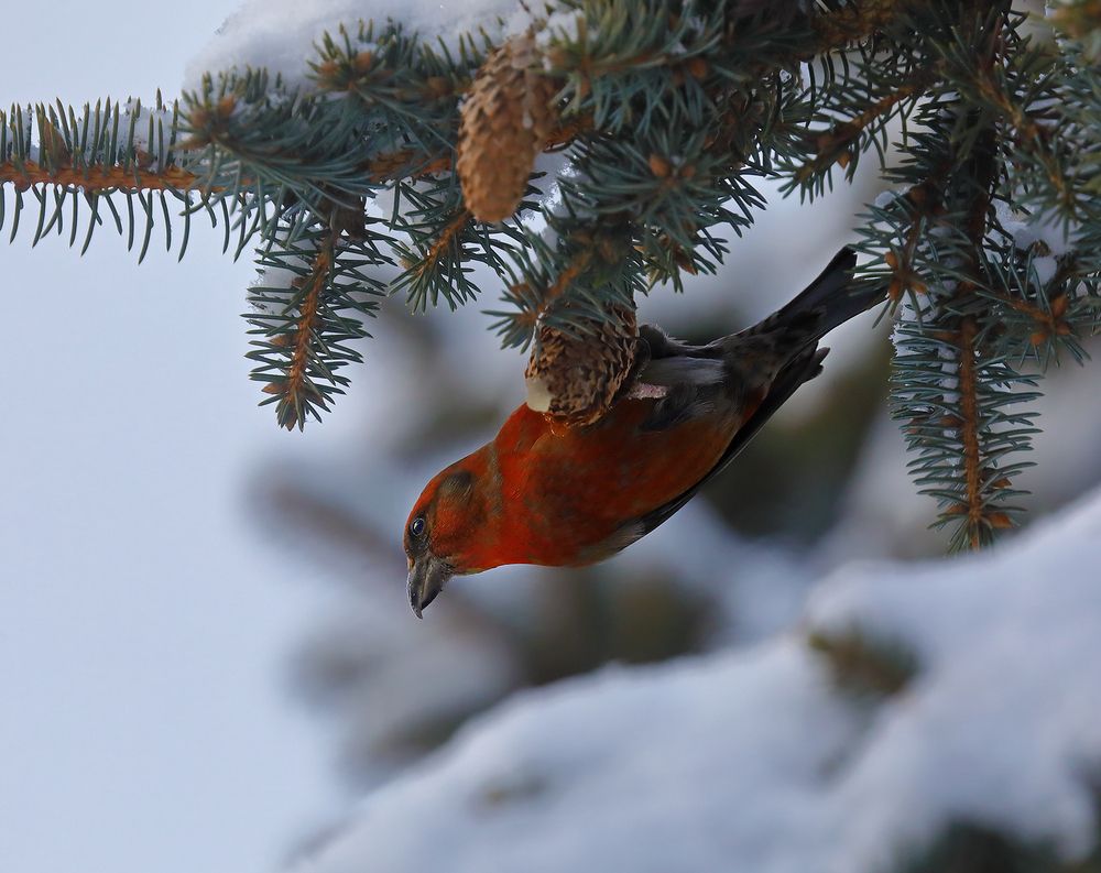 Акробат на трапеции