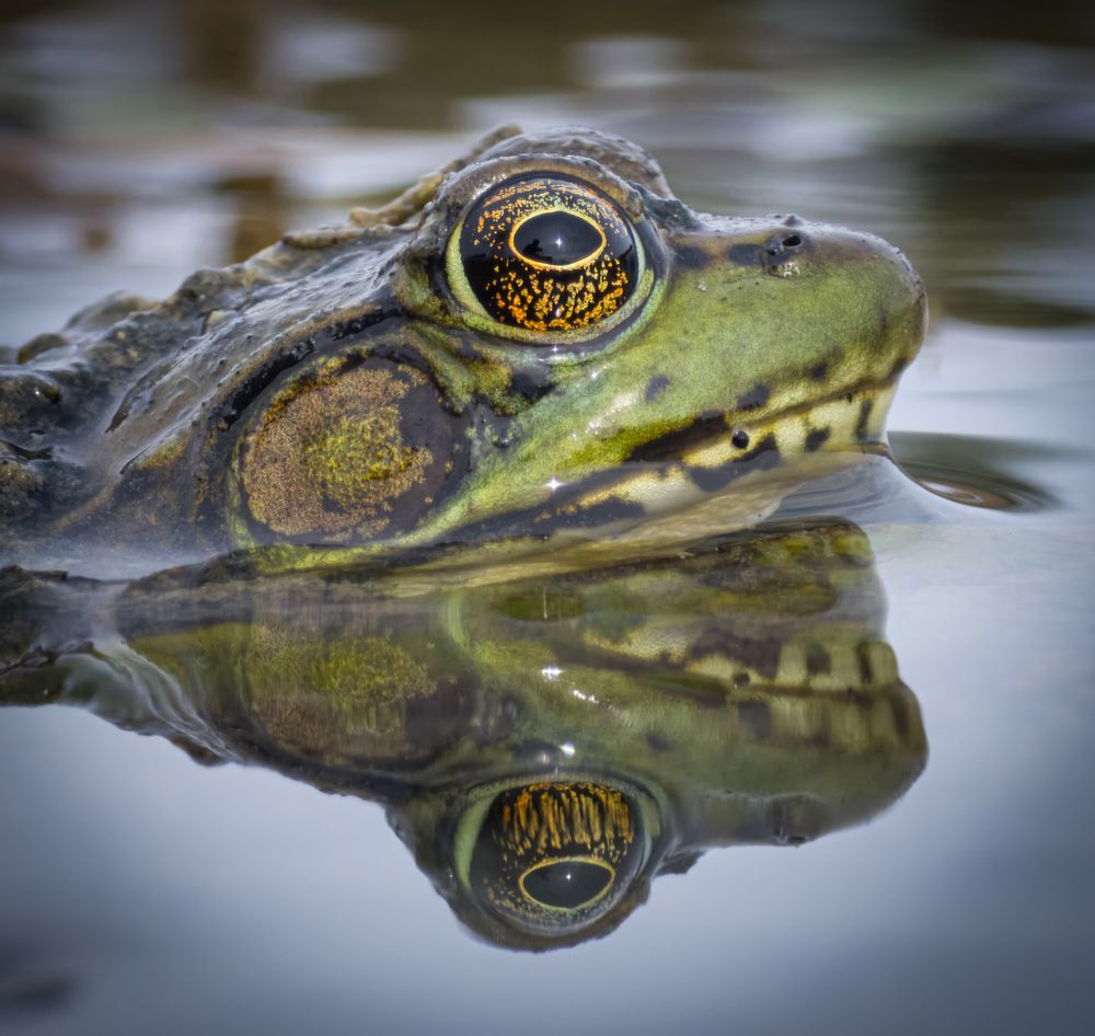 Reflected in the Marsh