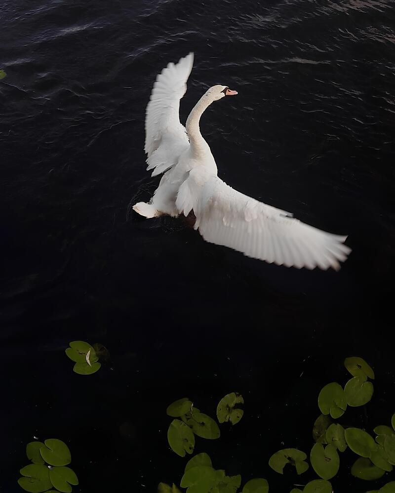 Photograph by Militha Wut