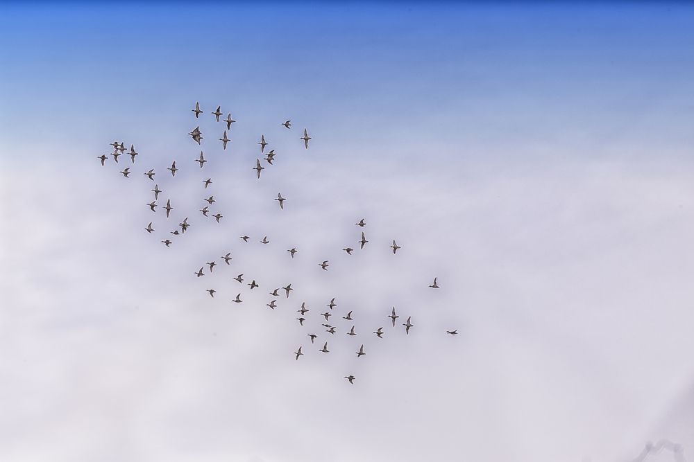 Перелетные утки .