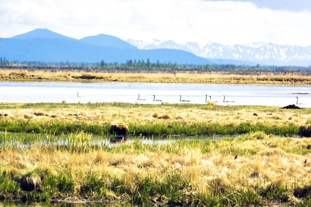 Лебеди на озеро.