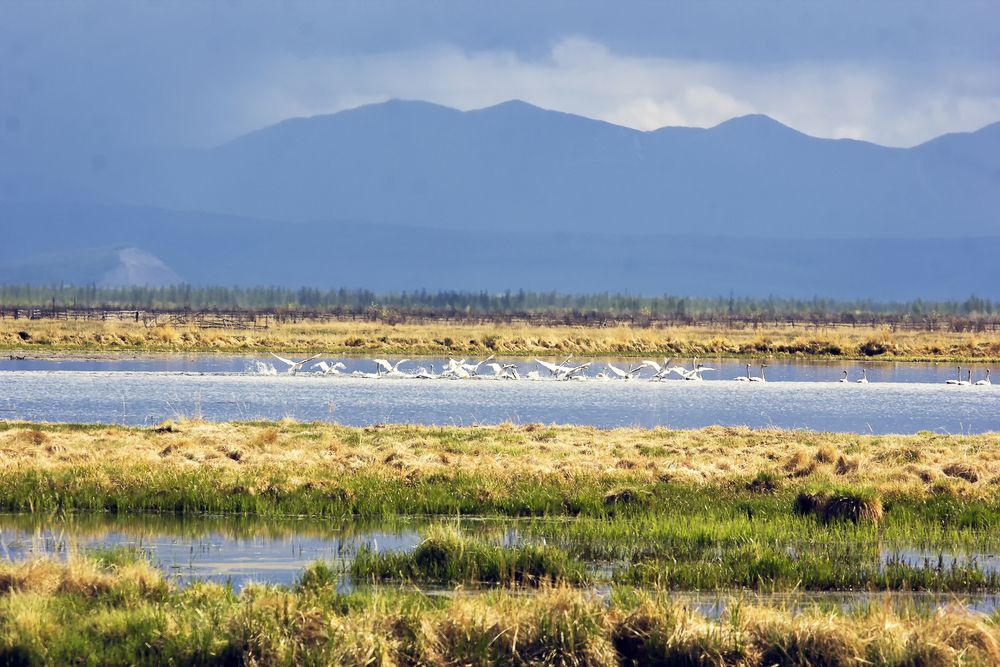 Лебеди прилетели.