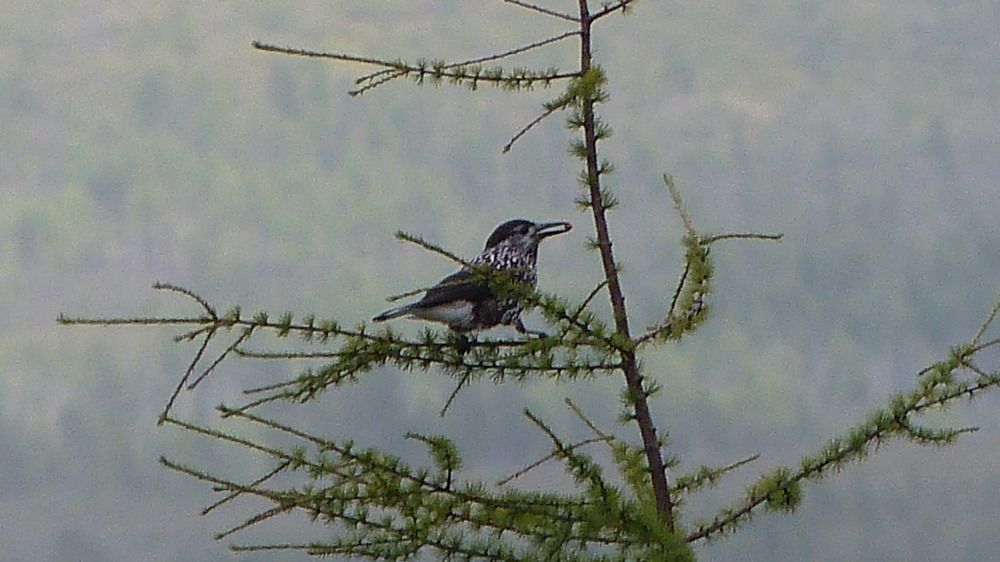 Photograph by Максим Владимирович