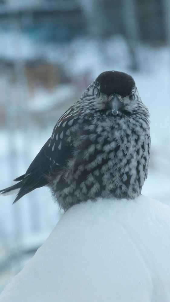Photograph by Максим Владимирович