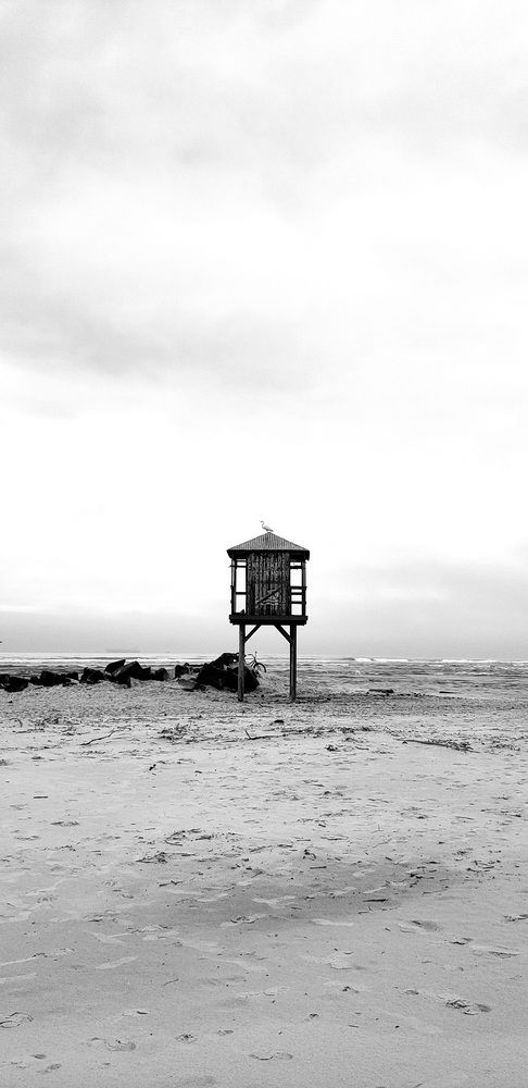 The Bird