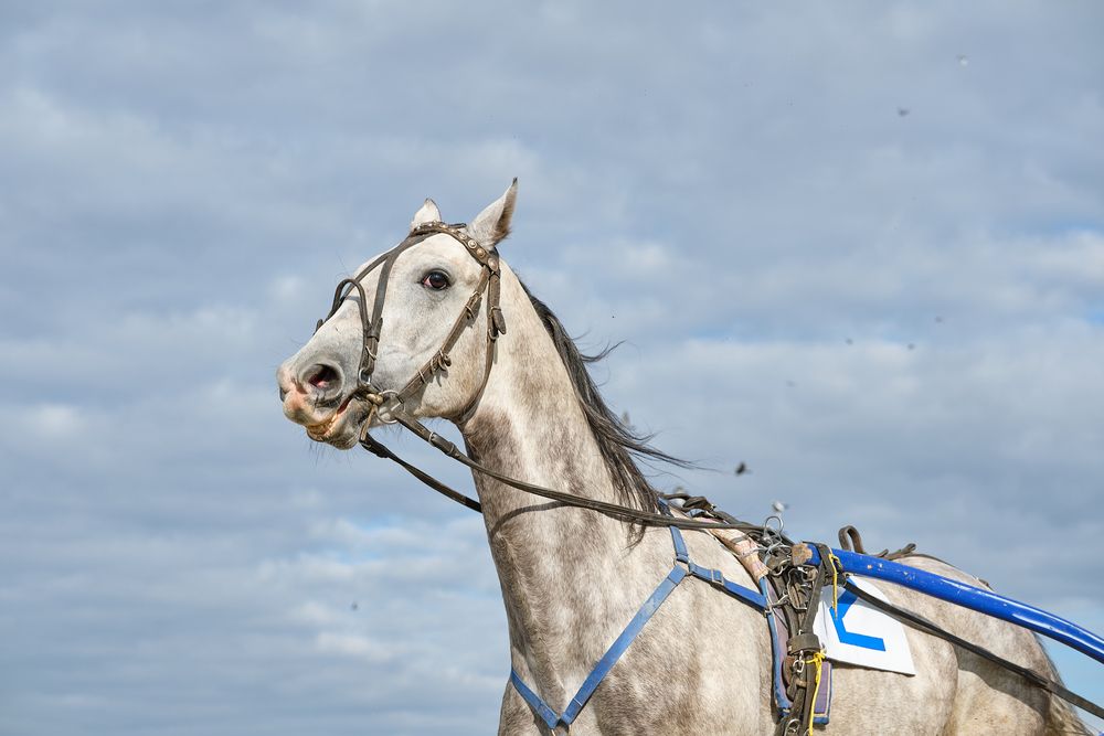 Второй номер