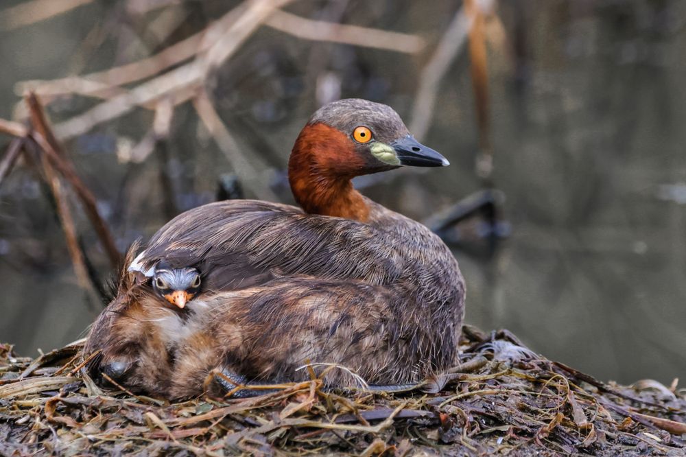 Фотография автора Dhruv Shilpi