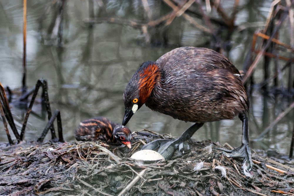 Фотография автора Dhruv Shilpi