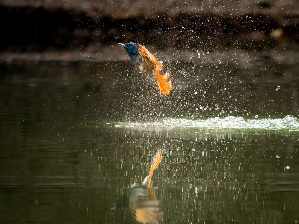 Indian Paradise Flycatcher on flight mode.