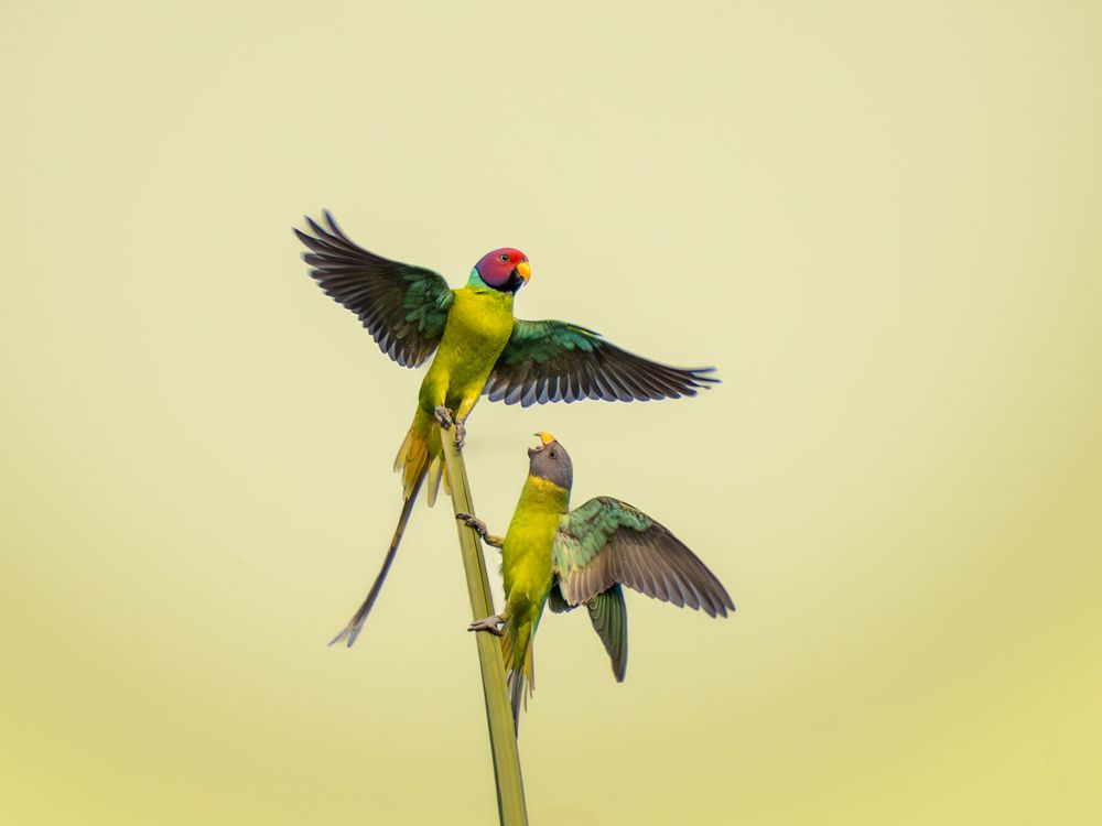 Photograph by Vaisakh Krishnan
