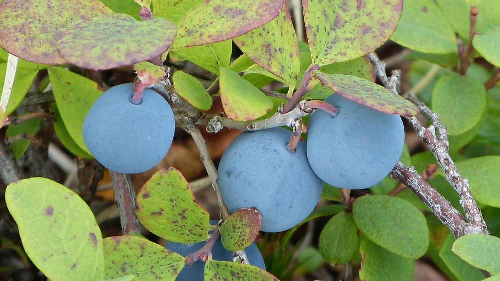 Photograph by Максим Владимирович