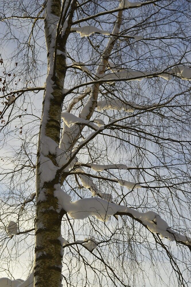 Затишье после вьюги.
