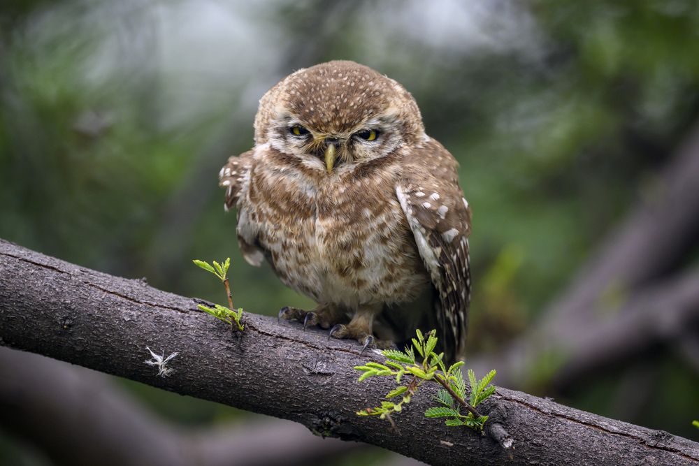 Photograph by Пупонин Сергей