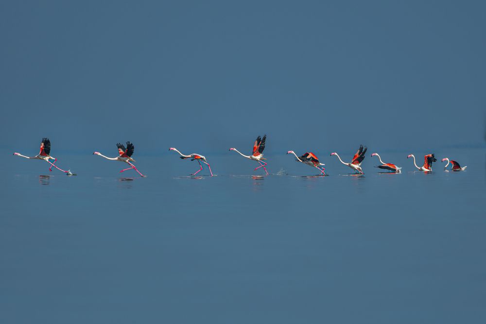 The Rhythm of Flight