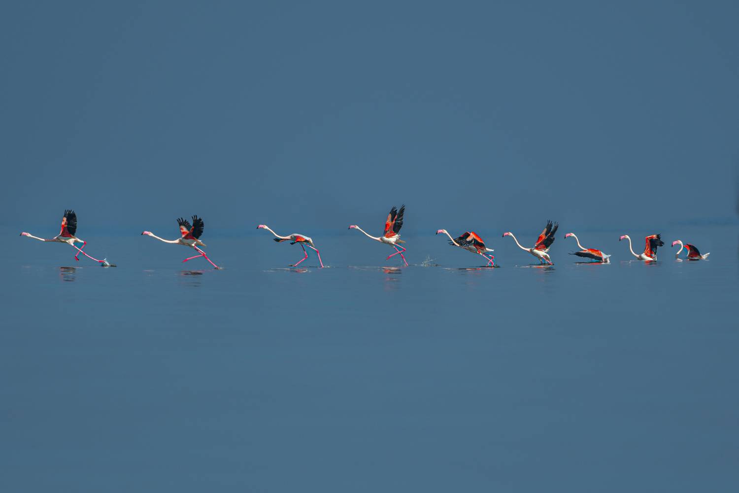 The Rhythm of Flight