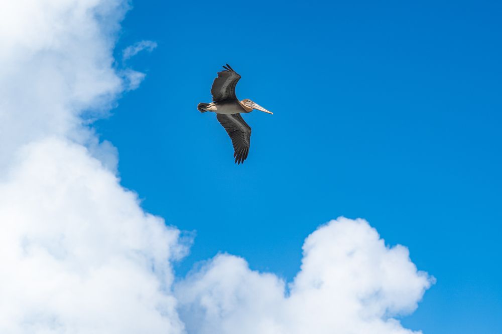 Фотография автора Bogdan Negoita