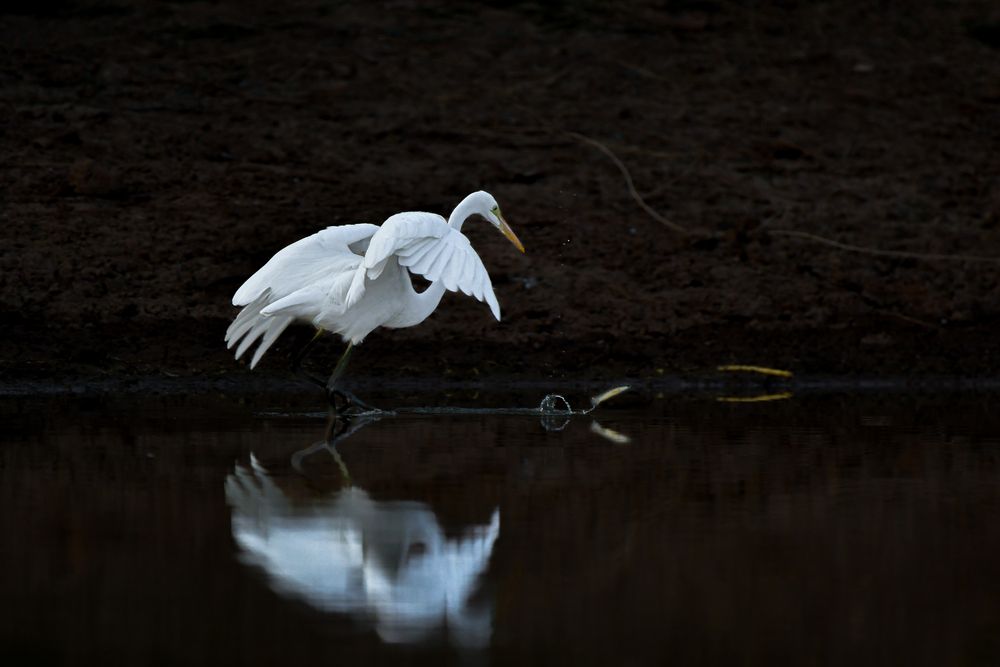 Graceful Hunter Egret