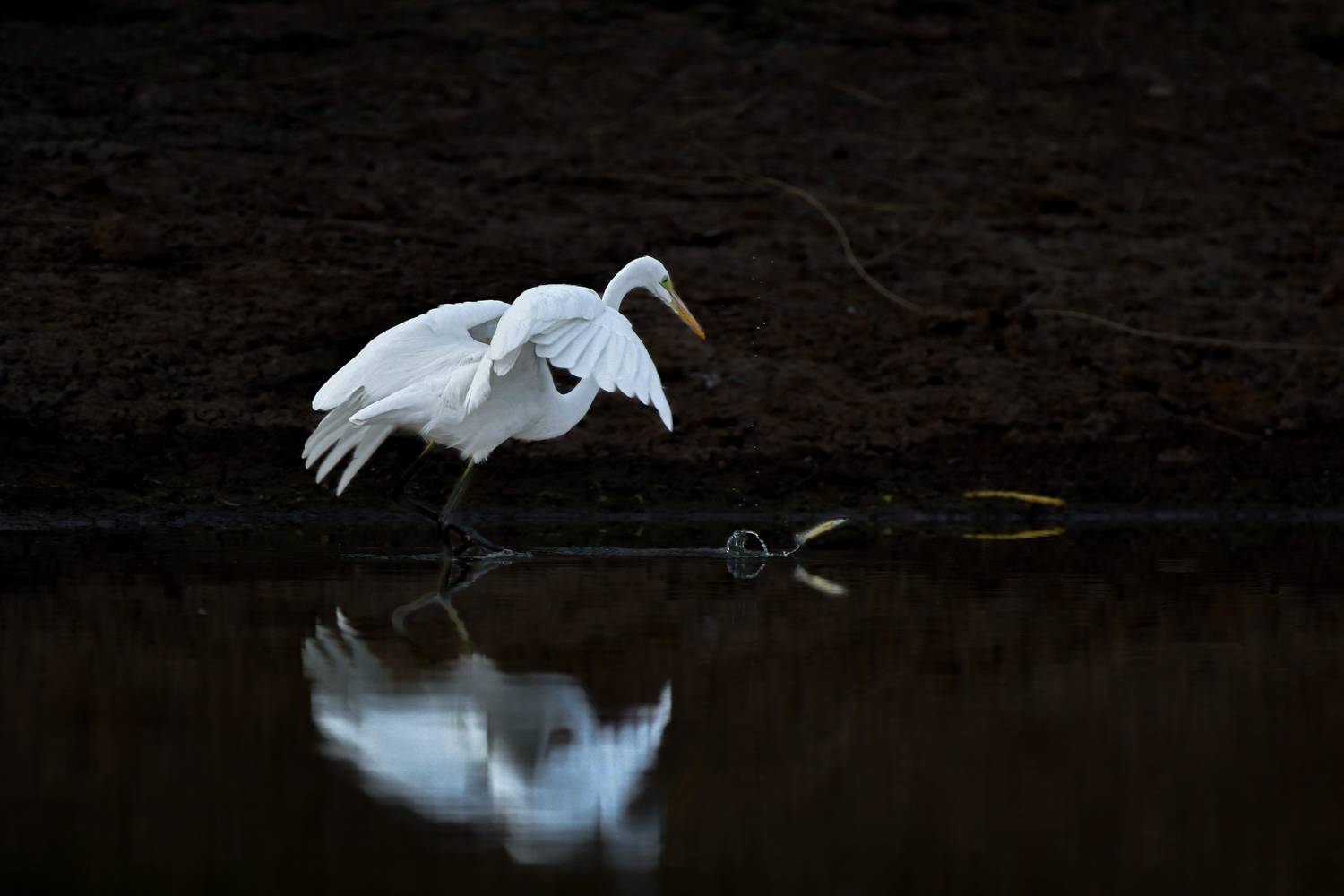 Graceful Hunter Egret