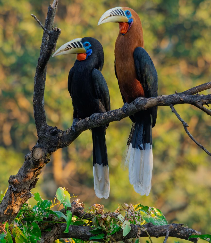 The rufous-necked hornbill.