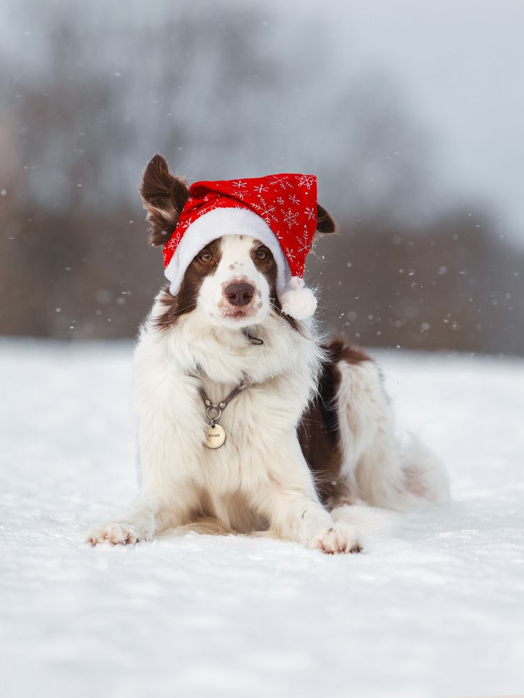 Фотография автора Мария Клещенко