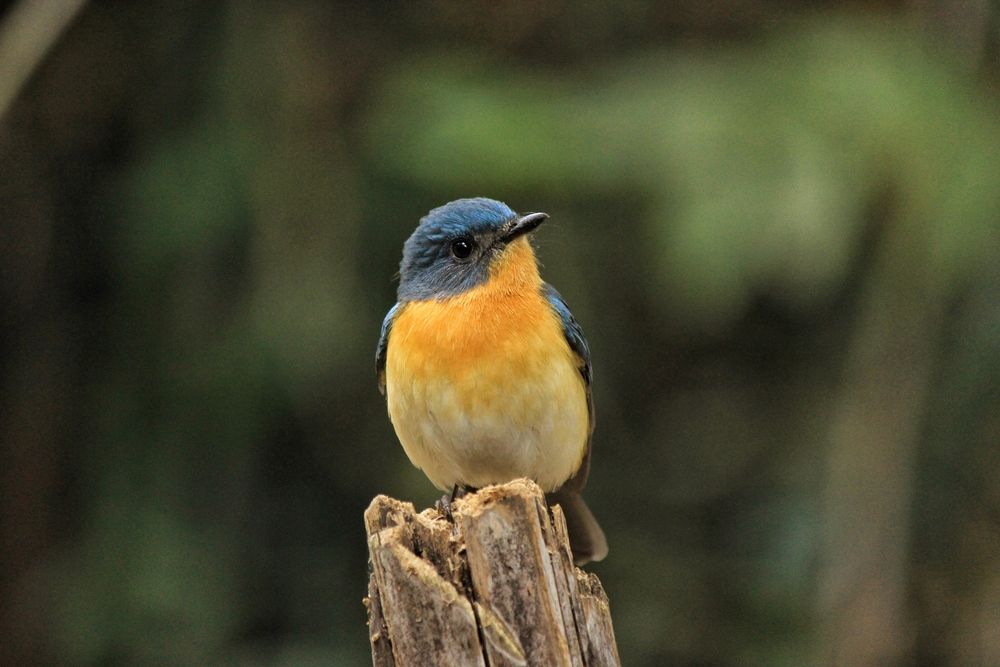 Photograph by anvita trivedi