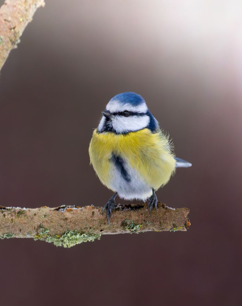 Photograph by Aleksey Kornev