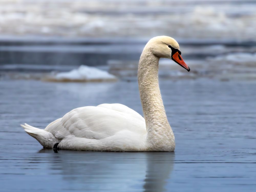 Photograph by Aleksey Kornev