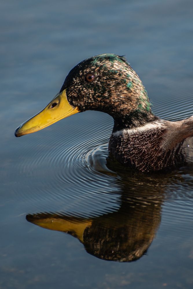 Photograph by Михаил Жарков