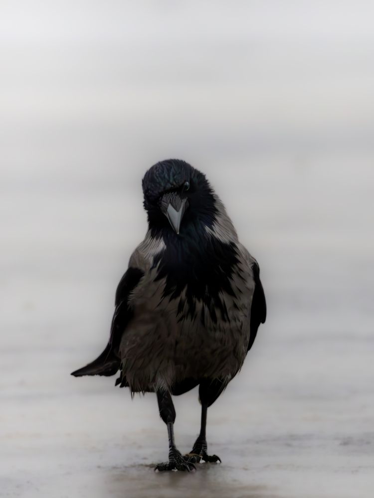 Photograph by Aleksey Kornev