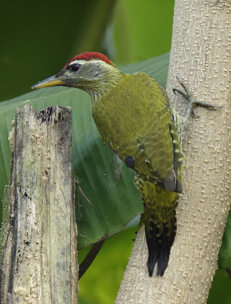Photograph by Utpal Sarker