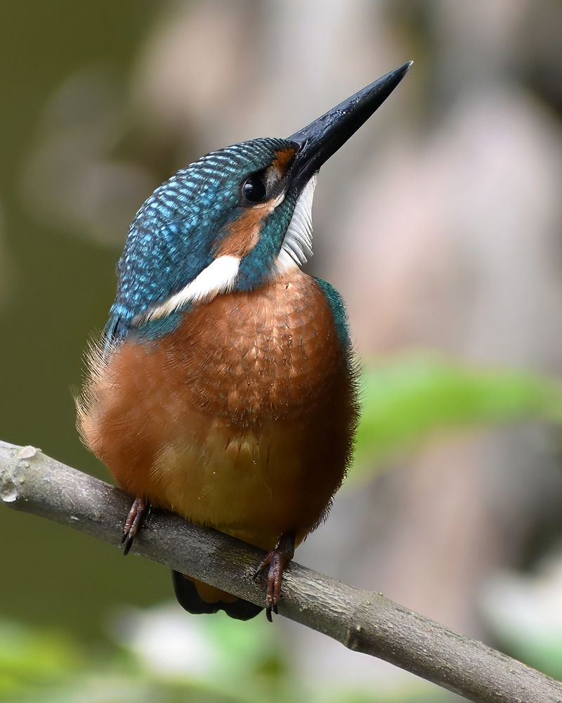 Photograph by Utpal Sarker