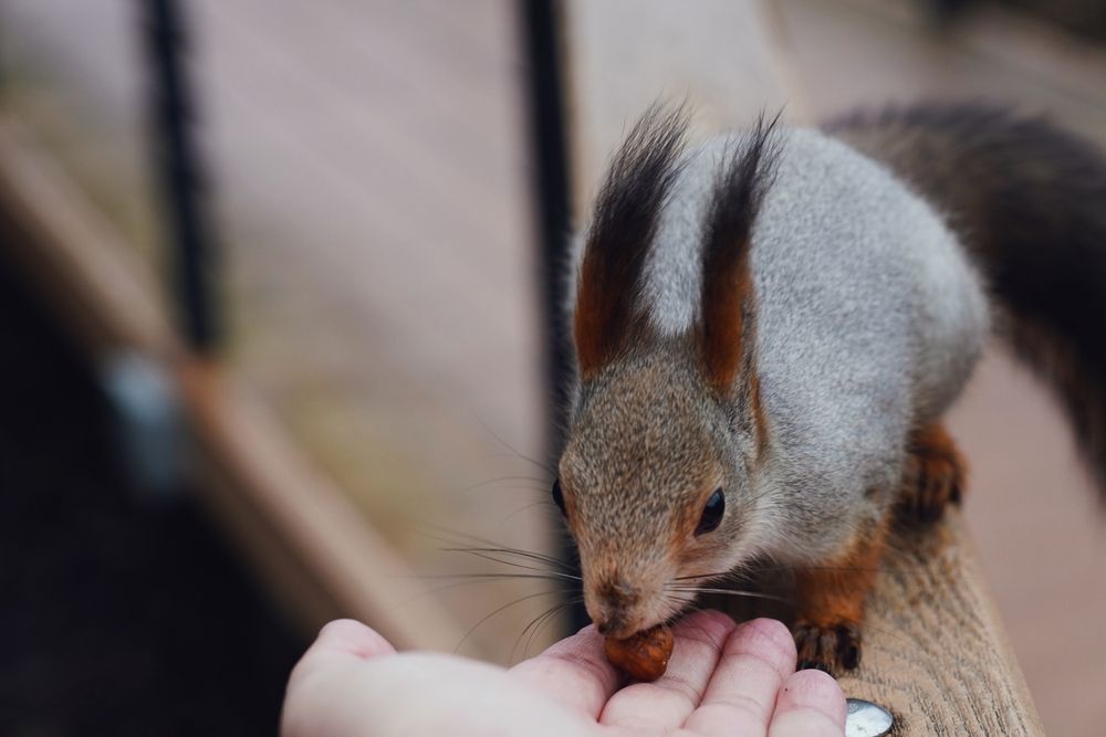 Squirrel in Sviblovo Park