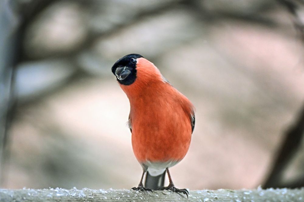 Фотография автора Ушакова Елена