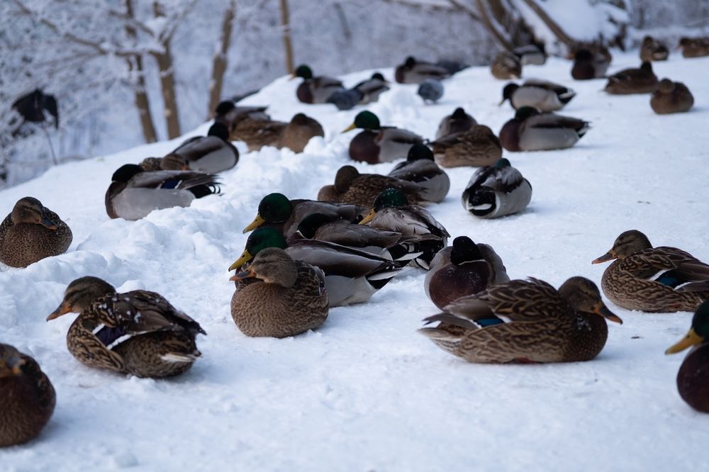 Photograph by Екатерина Одинцова