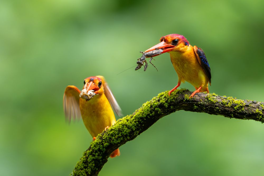 Photograph by Prathap