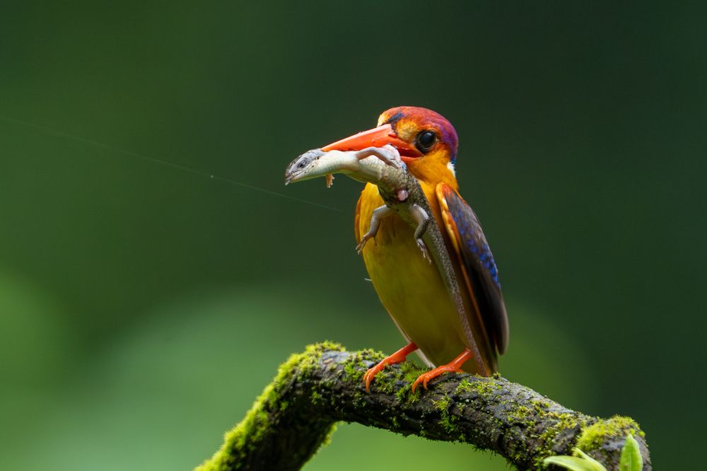 Photograph by Prathap