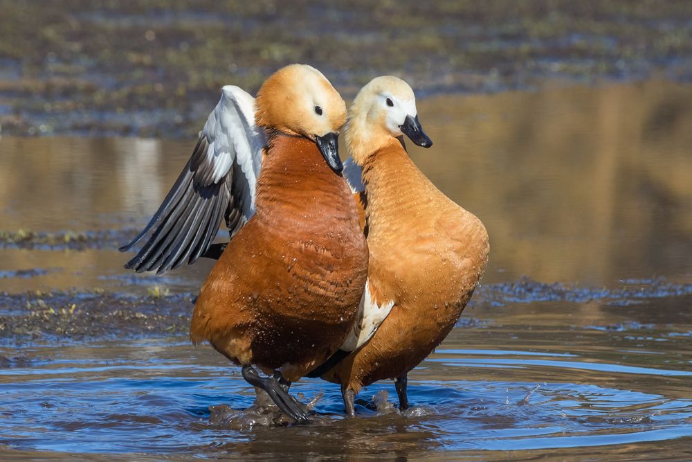 Photograph by Алексеев Сергей