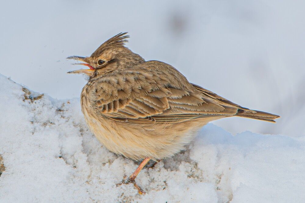 Photograph by Marianna Klein