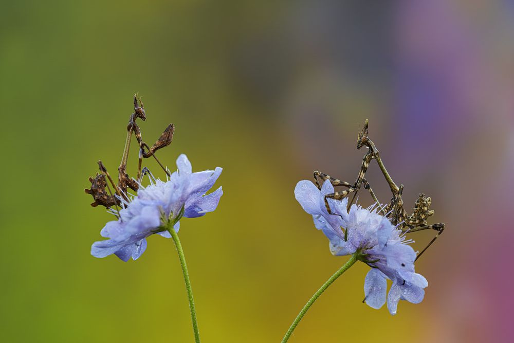 Photograph by Camilla Zocchi