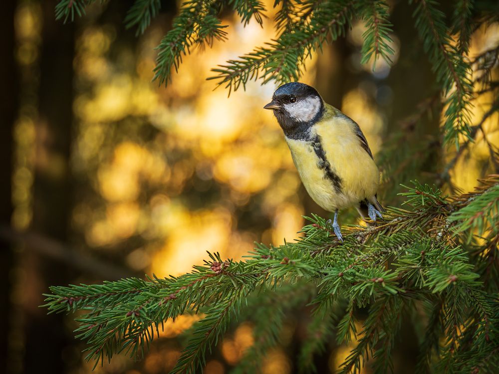 Photograph by Алексей Козлов
